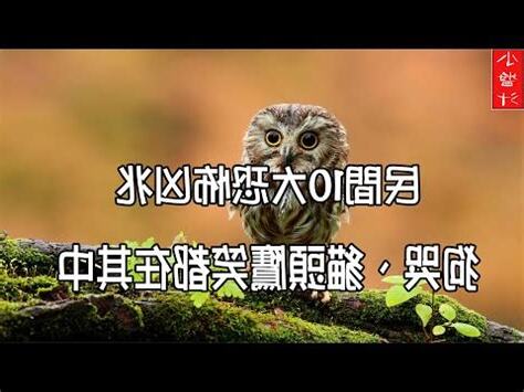 貓頭鷹 風水